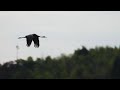The Cranes of Izumi