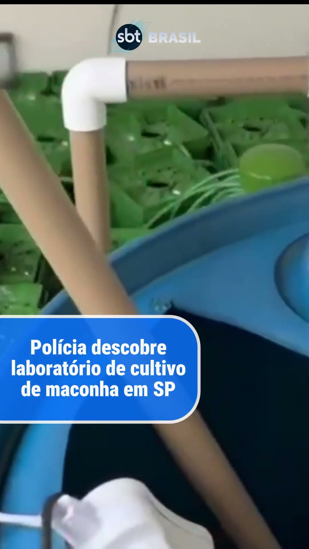 Polícia prende nove pessoas e fecha laboratório de maconha em São Paulo | SBT Brasil (19/12/24)
