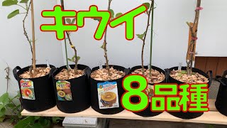 【ド素人果樹栽培】第9回「キウイ8品種 2-3カ月後の様子」の巻