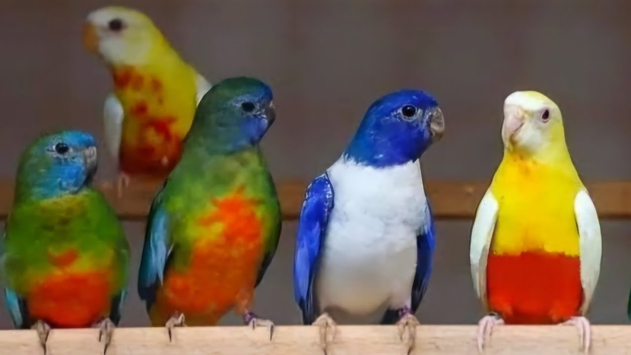 AQUI OS MELHORES PASSAROS E AVES EXOTICAS para a CRIAÇÃO | LOJA 2024/08