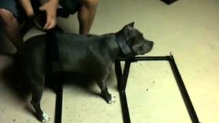 breeding stand video.MOV breeding stand video.MOV