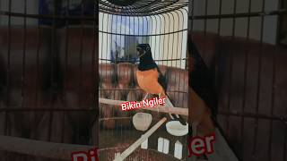 murai batu gacor bikin emosi lawan,langsung nyaut dan bongkar materi