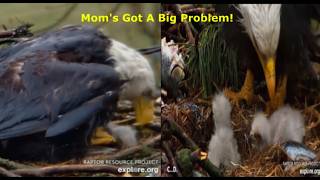 Decorah Eagles~Eaglet Escapes Nest Cup-Mombrella Has To Get Baby Out of Rain-DH4 Gets A Big Bite!