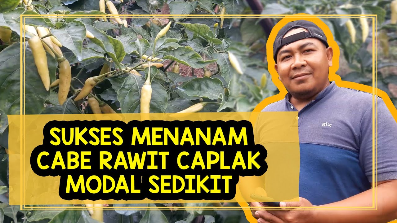 Menanam Cabe Rawit Caplak dengan Modal Sedikit Panen Banyak 