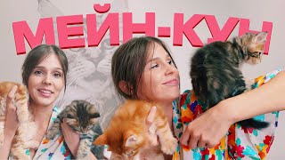 МЕЙН-КУН / ОСОБЕННОСТИ ПОРОДЫ + КОТЯТА