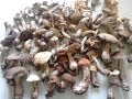 Wyprawa na grzyby 2016 (11) Trip on mushrooms Wielki borowik.
