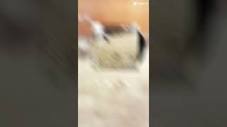 This Is A Trend So I Decided To Try The Album Cover One