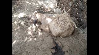 The Ultimate Cheat Sheet On How Beautiful Is The Baby & Buffalo Cow - گائے کا بچہ کتنا خوبصورت ہے
