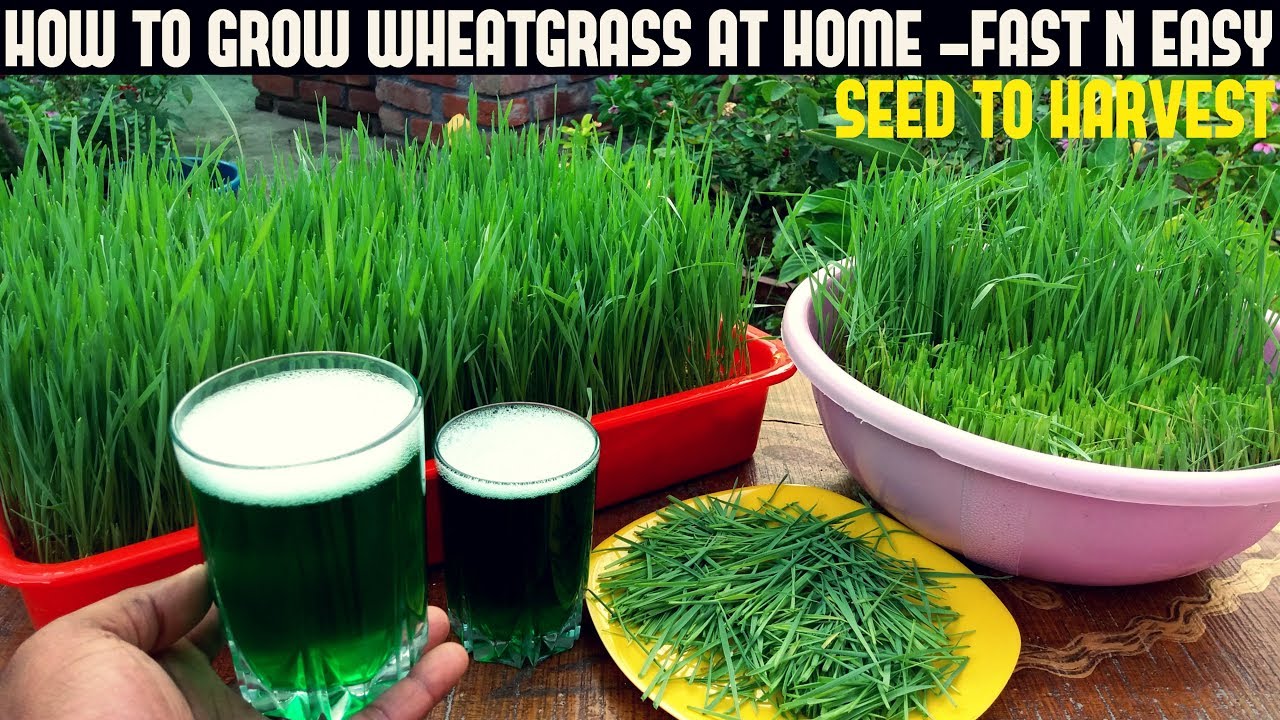 Super Easy Science: How to Grow Wheatgrass on Water Beads - Left Brain  Craft Brain