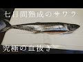 究極の血抜きをして鰆を1週間熟成。 鳥肌がたつ超絶の美味。