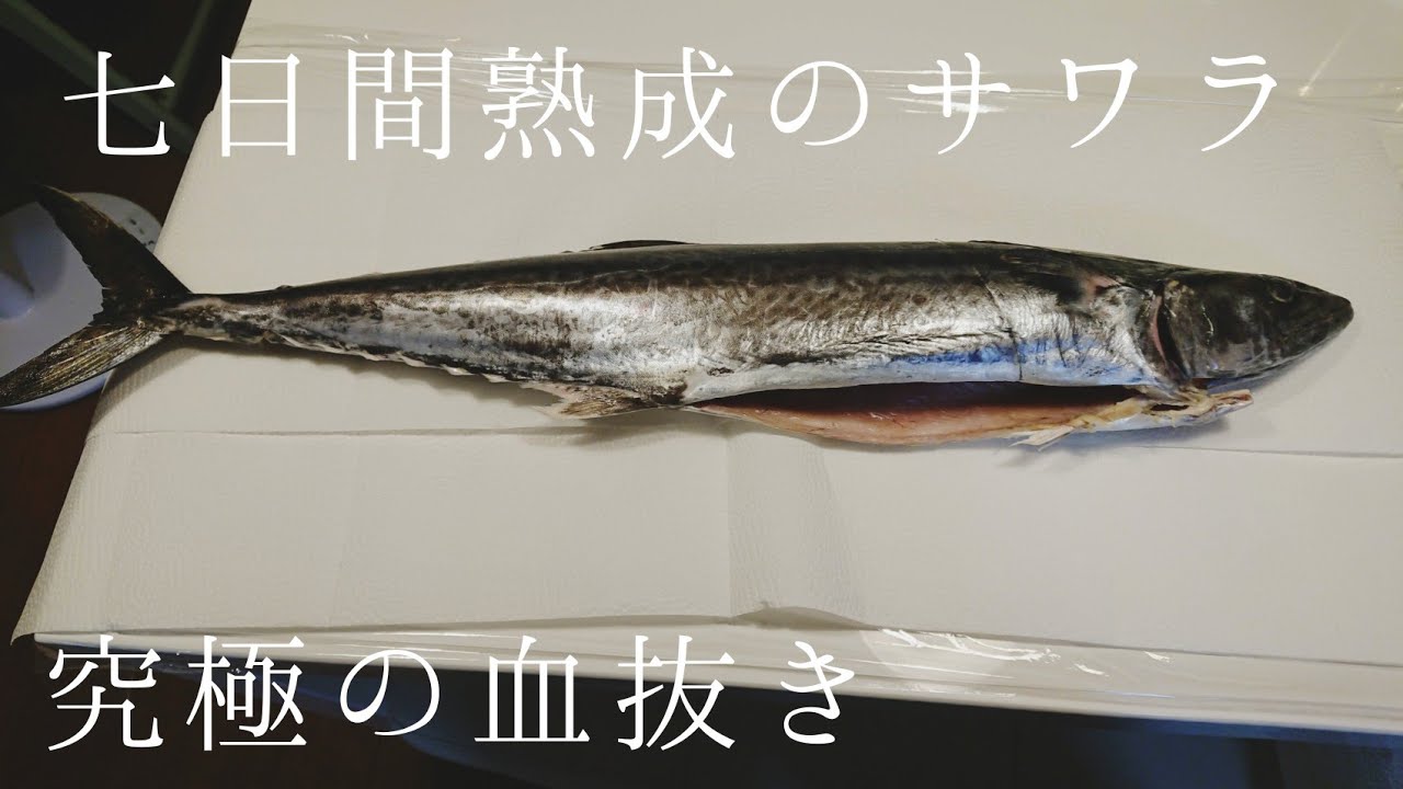 究極の血抜きをして鰆を1週間熟成 鳥肌がたつ超絶の美味 Youtube