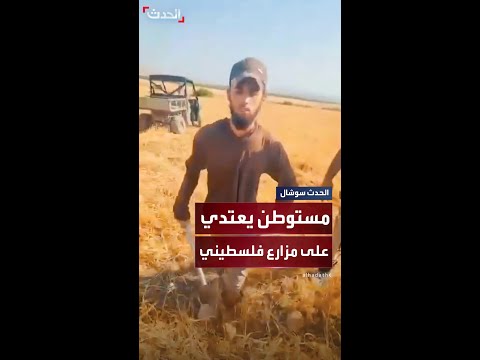 مستوطن يرعى أبقاره في محاصيل زراعية للفلسطينيين في منطقة الأغوار بالضفة الغربية