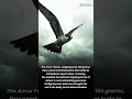 The Incredible Journey of the Amur 💪 Falcons #facts #shorts #motivation