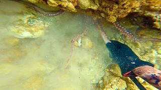 Pole Spearfishing Octopus And Cuttlefish!