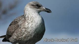 New Zealand Birdwatching Of The Week - Southern Black Backed Gull