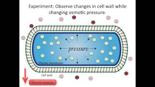 The Response of Bacterial Growth and Division to Osmotic Shock