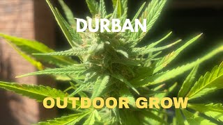 How To Grow Cannabis Outdoors in Durban (Beginner Friendly)