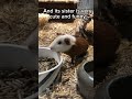 Guinea pigs # pets