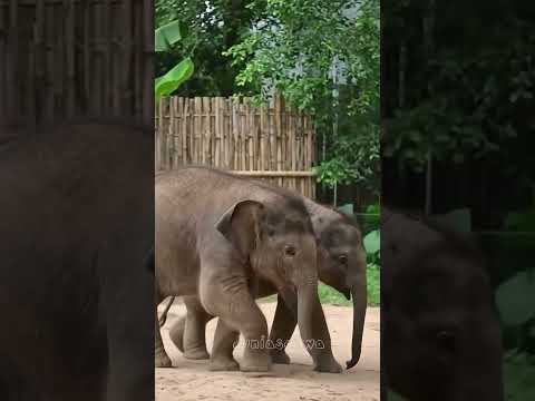 Twin Baby Elephants #vae_tasgaon #animals #elephant #cute #funny