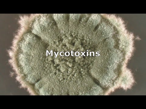 Video: Produserer alle muggsopp mykotoksiner?