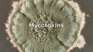 Mycotoxins and Mold by IndoorDoctor