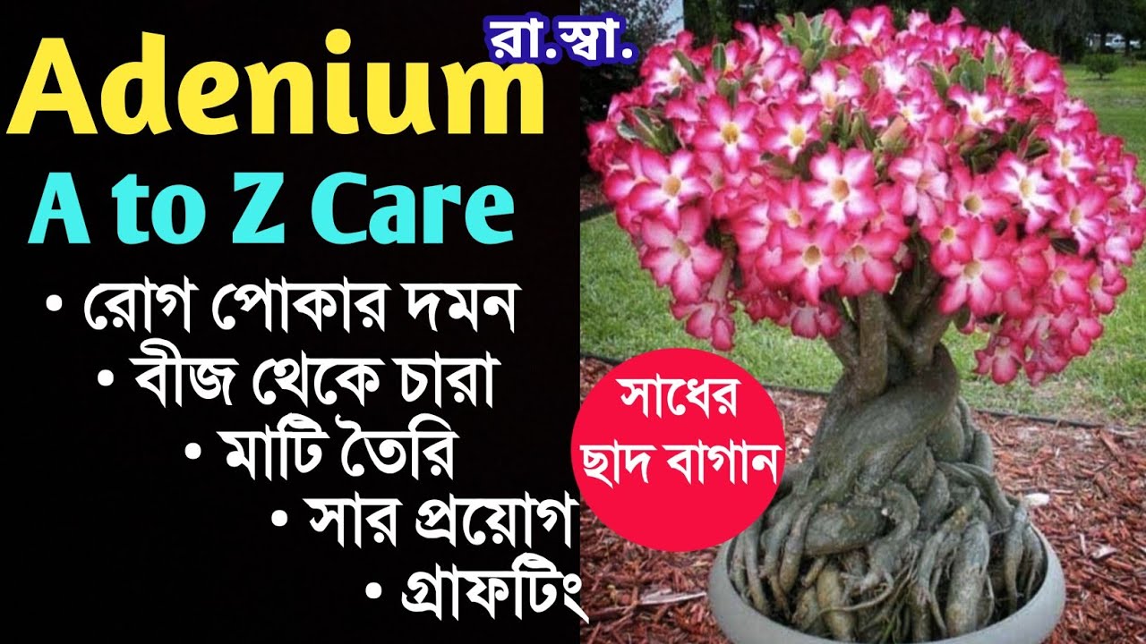 Adenium A to Z care. মাটি তৈরি, সার প্রয়োগ, বীজ থেকে চারা, গ্রাফটিং সহ সম্পূর্ণ প্রশিক্ষণ কমল বাবুর