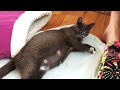 Rescue Pregnant Cat Need Surgery for Give Birth Six Super Cute Babies