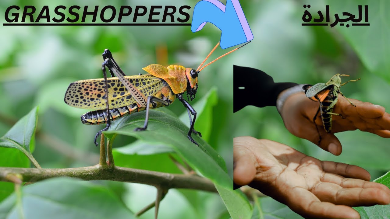 Exploring the World of Grasshoppers: The Amazing Jumping Insect - YouTube
