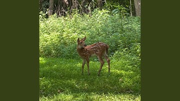 American Pool Hotline (feat. Noir Bloom)