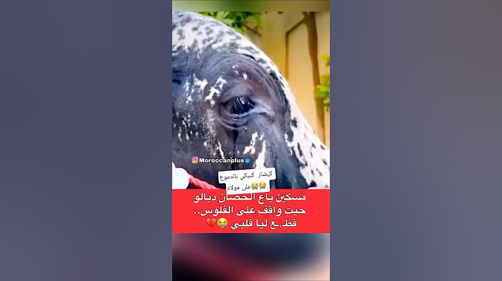 حصان كيبكي بالدموع على مولاه حاس انه مغديش يرجع يشوفو #دنيا_بطمة