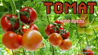 Tomat |Lagu Tematik Kelas 3 SD/MI Tema 3 Sub Tema 2 New