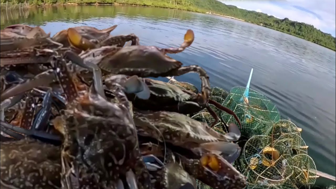 Sulit parin ang huli natin sa trap pang alimasag