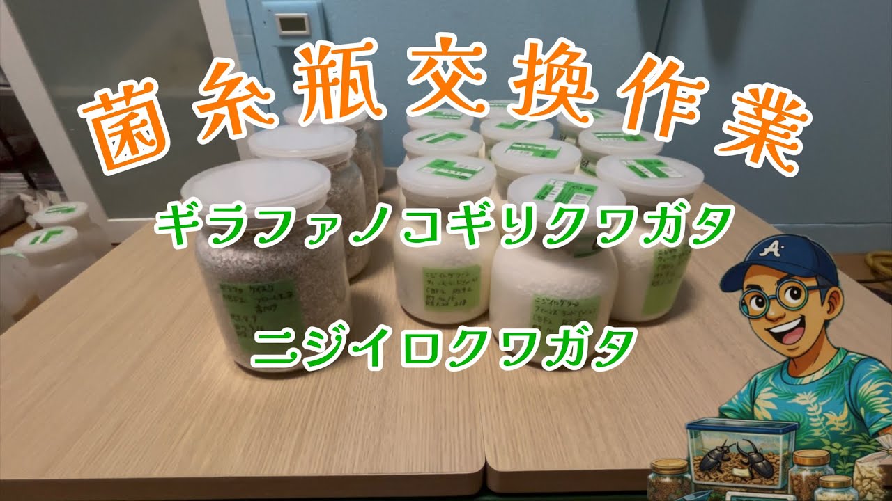 幼虫菌糸瓶交換〜その2〜 #ギラファノコギリクワガタ #ニジイロクワガタ #昆虫 