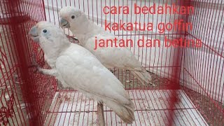 cara membedahkan kakatua tanimbar/goffin jantan dan betina dengan akurat