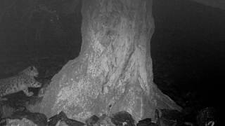 A snow leopard visit in the night
From our conservation project with Bayara Agvaantseren and her team at Snow Leopard Conservation Foundation. A snow leopard is caught on camera trap in the night. A snow leopard visit in the night