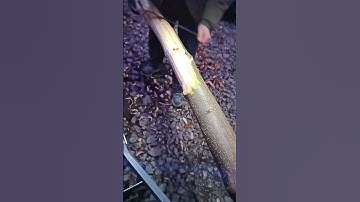 Removing Bark From Log by Hand - Tree Bark Scraper Tool Drawknife