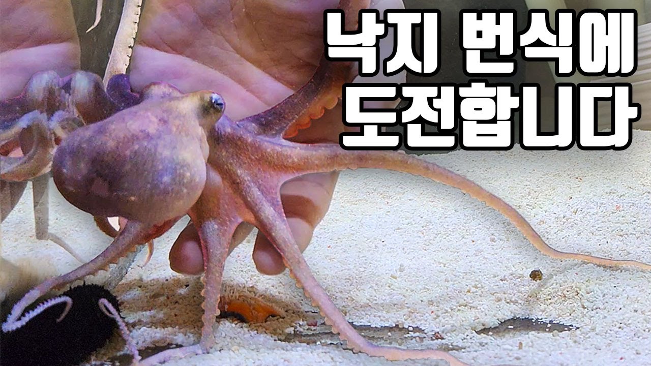 인터넷에서 구입한 낙지와 횟집 낙지가 만나면 이렇게 놀라운 일이 생기네요!! ㄷㄷ