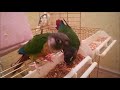 Les 5 choses a savoir sur les conures  