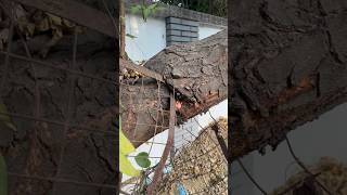 Yes, I saved 121 name Tree from Tree guard? /  remove Tree Guard and saved tree / #savetrees