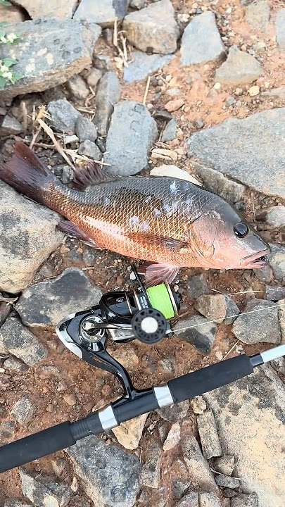 Red snapper fish | soft lure | red head | Fishing on river | low cast fishing rod. #fishing #vlog