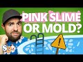 Effective Ways to Eliminate White Water Mold and Pink Slime in Your Pool | Swim University Tips