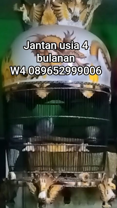 jantan 4 bulanan ring barka 404 #kungmania #perkutut #perkututgacor #pancinganburungperkutut