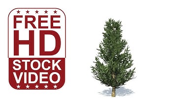 Free Stock Videos - fraser fir tree with wind effect on white background 3D animation