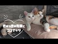 こたつは猫のパラダイス│猫との日常シリーズ #3