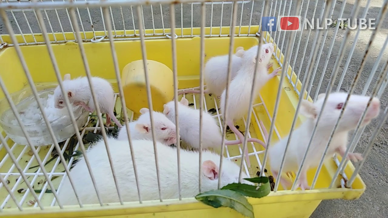 Cute Rasts || White Rats Dance with his Partner - YouTube