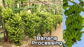 Amazing Process of Growing, How to Grow Banana to Harvest, Banana Farm