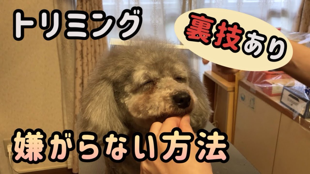 【セルフトリミング】場所、お利口になる方法、嫌がらない方法、裏技あり