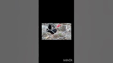 Thumbnail of #chicken#ayam#rooster#birds#video#viral#shortvideo#subscribe#shorts#short#song#trending#tiktok#song