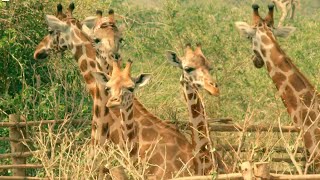 Six Giraffes Cross The Nile On A Boat | Saving Giraffes Part 4 | Africa's Gentle Giants | Bbc Earth