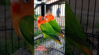 Sepasang Biola Green .Siap Kirim